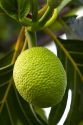 Breadfruit on a tree on the Big Island of Hawaii.