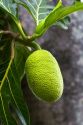 Breadfruit growing on a tree on the Big Island of Hawaii.