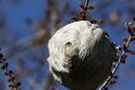 Wasp nest hanging from a tree branch in Boise, Idaho.