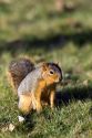 A squirrel in Boise, Idaho.