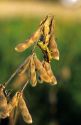 Grasshopper on a soy bean plant.