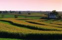 Contour strip farming corn and alfalfa hay.