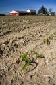 Corn seedling on a farm in Gratiot County, Michigan.