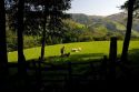 Basque shepherd with dogs and sheep in the Baztan Valley of the Navarre region of northern Spain.