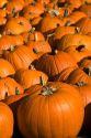 A display of pumpkins in the city of Concord, New Hampshire, USA.