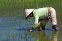 Farmer tending to rice paddies south of Hue, Vietnam.