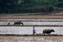 Water buffalo tilling rice paddies north of Hue, Vietnam.