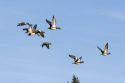 American Wigeon in flight in Boise, Idaho, USA.