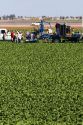 Romain lettuce harvest in the Imperial Valley near El Centro, Southern California, USA.