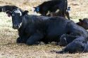 Cow and calf on a ranch near Horseshoe Bend, Idaho, USA.