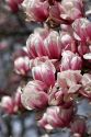 Magnolia Liliiflora blooms during spring in Boise, Idaho.