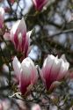 Magnolia Liliiflora blooms during spring in Boise, Idaho.