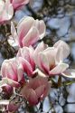 Magnolia Liliiflora blooms during spring in Boise, Idaho.
