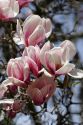 Magnolia Liliiflora blooms during spring in Boise, Idaho.