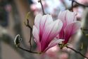 Magnolia Liliiflora blooms during spring in Boise, Idaho.