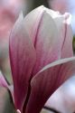 Magnolia Liliiflora blooms during spring in Boise, Idaho.