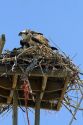 Osprey nesting on a platform atop a utility pole in Idaho, USA.