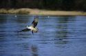 Osprey fishing for perch at Lake Cascade in Idaho, USA.
