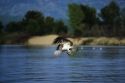 Osprey fishing for perch at Lake Cascade in Idaho, USA.