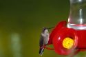 Caliope Hummingbird drinking from a feeder in Boise, Idaho, USA.