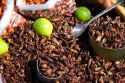 Street vendor selling fried grasshoppers in Cholula, Puebla, Mexico.