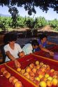 Peach harvest east of Valparaiso, Chile.
