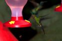 Immature Green-crowned Brilliant hummingbird at the Selvatura Adventure Park located in the Cloud Forest of Monteverde, Costa Rica.