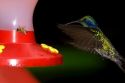 Green Violetear hummingbird at the Selvatura Adventure Park located in the Cloud Forest of Monteverde, Costa Rica.