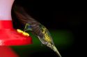 Green Violetear hummingbird at the Selvatura Adventure Park located in the Cloud Forest of Monteverde, Costa Rica.