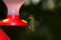 Immature Green-crowned Brilliant hummingbird at the Selvatura Adventure Park located in the Cloud Forest of Monteverde, Costa Rica.