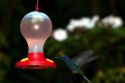 Violet Sabrewing hummingbird at the Selvatura Adventure Park located in the Cloud Forest of Monteverde, Costa Rica.
