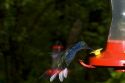 Violet Sabrewing hummingbird at the Selvatura Adventure Park located in the Cloud Forest of Monteverde, Costa Rica.