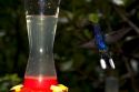 Violet Sabrewing hummingbird at the Selvatura Adventure Park located in the Cloud Forest of Monteverde, Costa Rica.