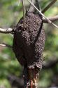 An arboreal termite nest in Costa Rica.