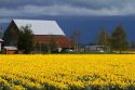 Show garden of spring-flowering daffodil bulbs in Skagit Valley, Washington, USA.