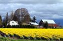 Show garden of spring-flowering daffodil bulbs in Skagit Valley, Washington, USA.