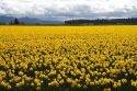 Show garden of spring-flowering daffodil bulbs in Skagit Valley, Washington, USA.