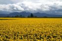 Show garden of spring-flowering daffodil bulbs in Skagit Valley, Washington, USA.