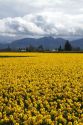 Show garden of spring-flowering daffodil bulbs in Skagit Valley, Washington, USA.