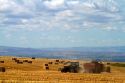 Bailing wheat straw near Jerome, Idaho, USA.