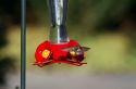 Calliope Hummingbird drinking from a feeder in Boise, Idaho, USA.