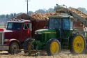 Yellow onion harvest in Canyon County, Idaho, USA.