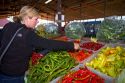 Woman shopping for a variety of peppers at an outdoor farmers' market in Fruitland, Idaho, USA. MR