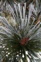 Frost covered pine needles in Valley County, Idaho, USA.