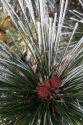 Frost covered pine needles in Valley County, Idaho, USA.