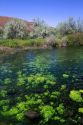 The Snake River at Thousand Springs State Park in the Hagerman Valley, Idaho, USA.