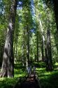 Cedar tree grove along US-12 in Northern Idaho, USA.