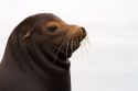California sea lion on the Pacific coast.