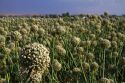 Crop of onion being grown for seed in Payette County, Idaho, USA.