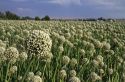 Crop of onion being grown for seed in Payette County, Idaho, USA.